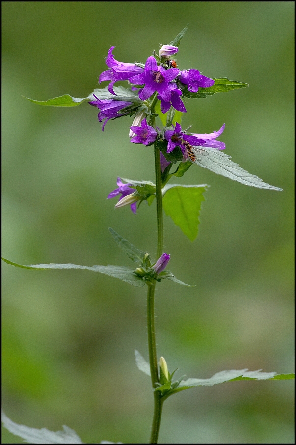 Zvonek kopřivolistý ( Campanula trachelium )