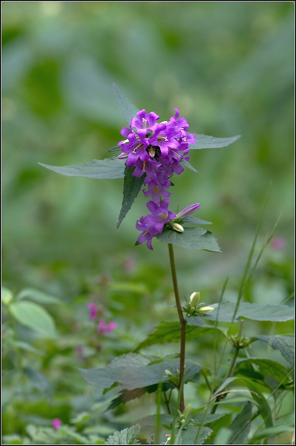 Zvonek kopřivolistý ( Campanula trachelium )