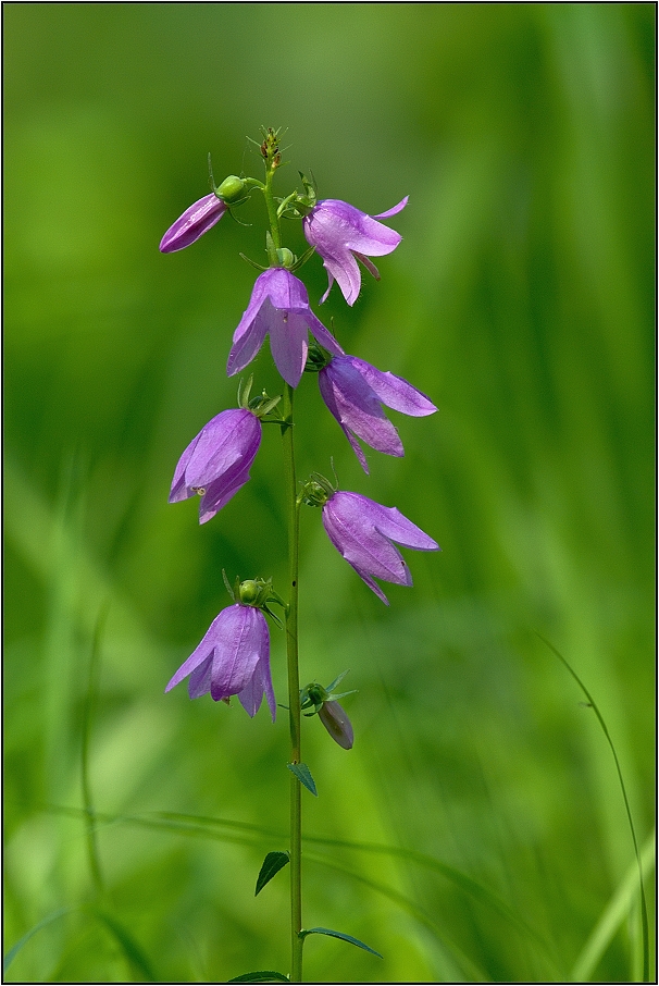 Zvonek řepkovitý ( Campanula rapunculoides )