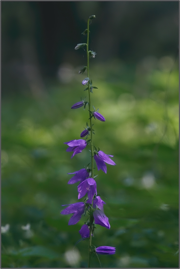 Zvonek řepkovitý ( Campanula rapunculoides )