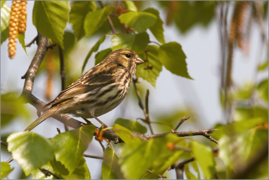 Zvonohlík zahradní  ( Serinus serinus )