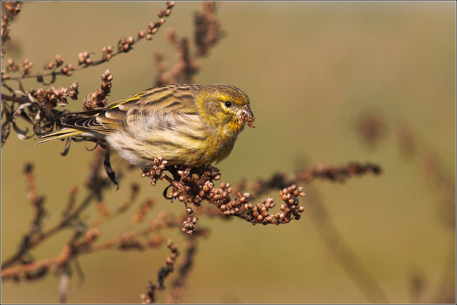 Zvonohlík zahradní  ( Serinus  serinus )