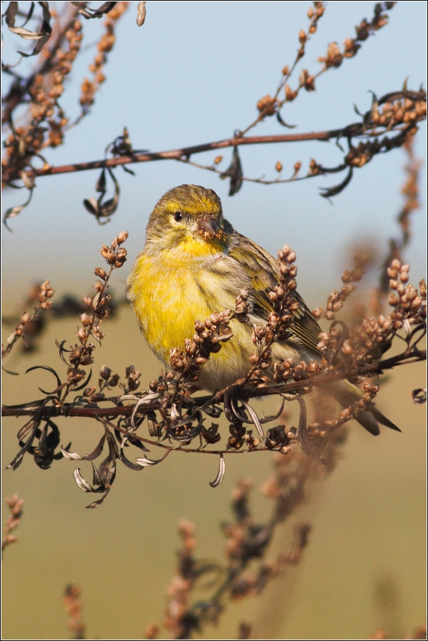 Zvonohlík zahradní  ( Serinus  serinus )