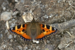 Babočka kopřivová (Aglais urticae )