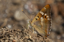 Batolec červený ( Apatura ilia )