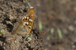 Batolec červený ( Apatura ilia )