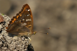 Batolec červený ( Apatura ilia )