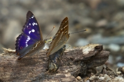 Batolec červený ( Apatura ilia )