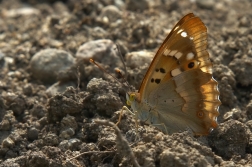 Batolec červený ( Apatura ilia )