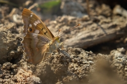 Batolec červený ( Lycaena dispar )