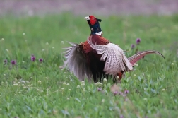 Bažant obecný  ( Phasianus colchicus )