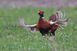 Bažant obecný  ( Phasianus colchicus )