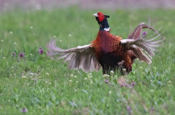 Bažant obecný  ( Phasianus colchicus )