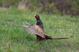 Bažant obecný  ( Phasianus colchicus )