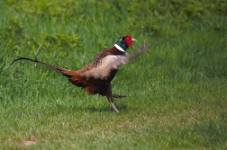 Bažant obecný ( Phasianus colchicus )