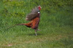 Bažant obecný ( Phasianus colchicus )