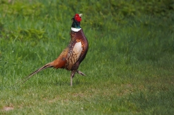 Bažant obecný ( Phasianus colchicus )