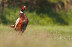 Bažant obecný ( Phasianus colchicus )