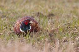 Bažant obecný ( Phasianus colchicus )