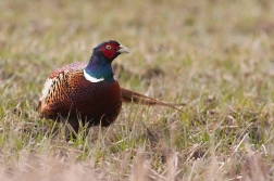 Bažant obecný ( Phasianus colchicus )