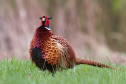 Bažant obecný ( Phasianus colchicus )