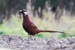 Bažant obecný ( Phasianus colchicus )