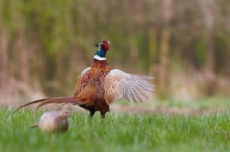 Bažant obecný ( Phasianus colchicus )