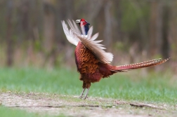 Bažant obecný ( Phasianus colchicus )