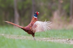 Bažant obecný ( Phasianus colchicus )