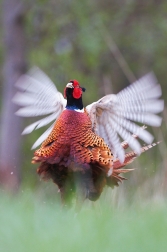 Bažant obecný ( Phasianus colchicus )