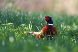 Bažant obecný  ( Phasianus colchicus )