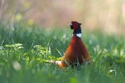 Bažant obecný  ( Phasianus colchicus )