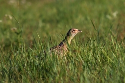 Bažant obecný  ( Phasianus colchicus )