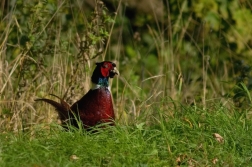 Bažant obecný  ( Phasianus colchicus )