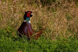 Bažant obecný  ( Phasianus colchicus )