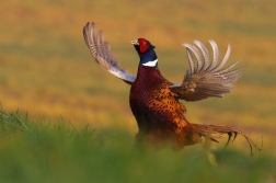 Bažant obecný  ( Phasianus colchicus )