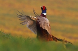 Bažant obecný  ( Phasianus colchicus )