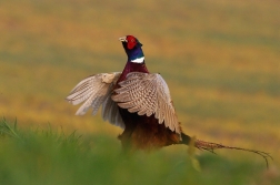 Bažant obecný  ( Phasianus colchicus )