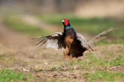 Bažant obecný  ( Phasianus colchicus )