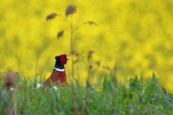 Bažant obecný  ( Phasianus colchicus )