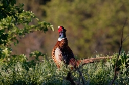 Bažant obecný  ( Phasianus colchicus )