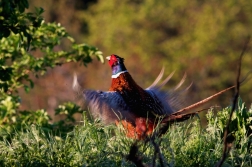 Bažant obecný  ( Phasianus colchicus )