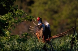 Bažant obecný  ( Phasianus colchicus )