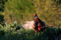 Bažant obecný  ( Phasianus colchicus )