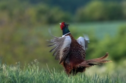 Bažant obecný  ( Phasianus colchicus )