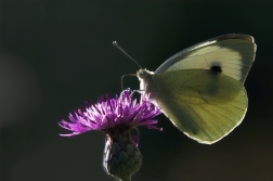 Běkásek zelný ( Pieris brassicae )