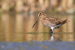 Bekasina otavní  ( Gallinago gallinago )