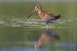 Bekasina otavní  ( Gallinago gallinago )