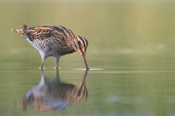 Bekasina otavní  ( Gallinago gallinago )