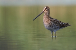 Bekasina otavní  ( Gallinago gallinago )